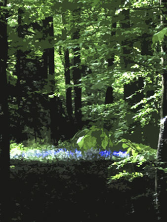 Bluebell wood